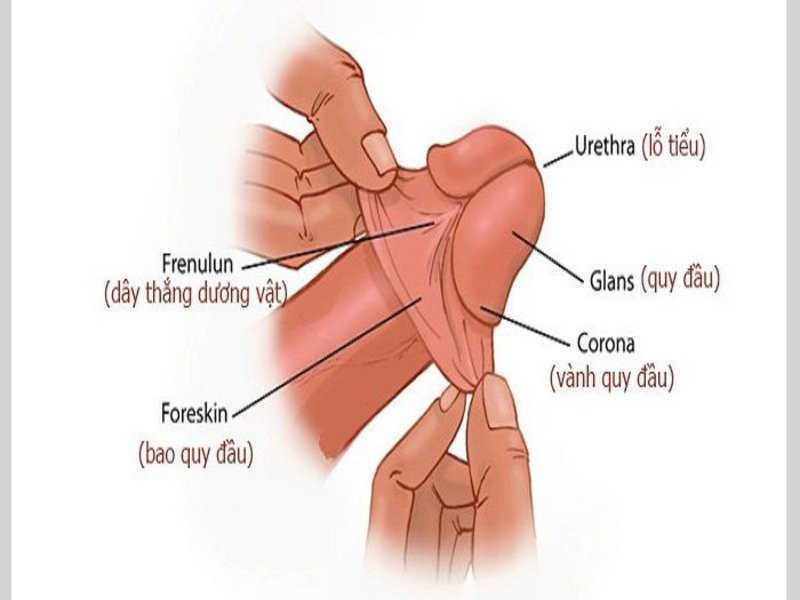 Cấu tạo của bao quy đầu