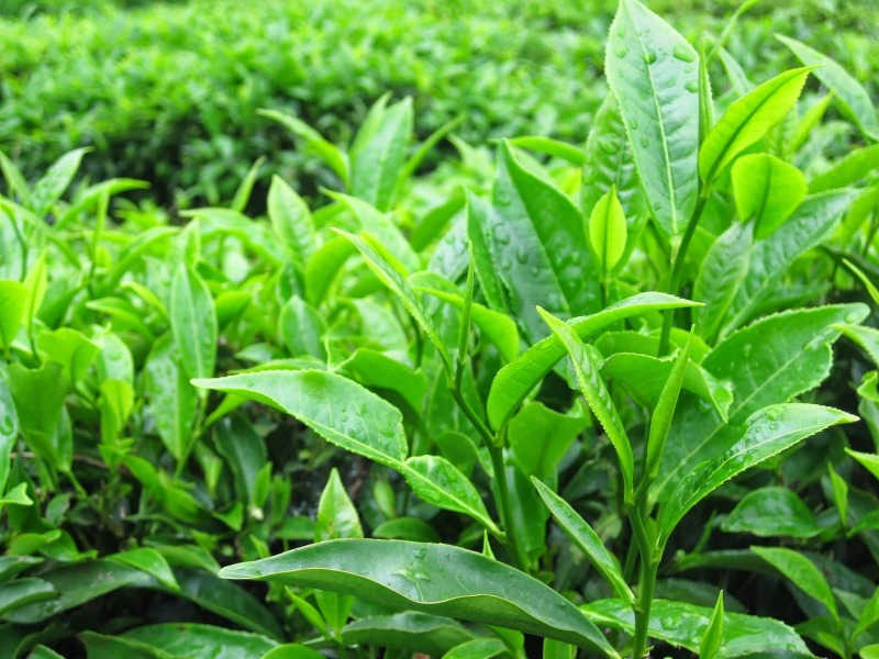 Sử dụng lá trà xanh chữa viêm lộ tuyến hữu hiệu, tiết kiệm chi phí