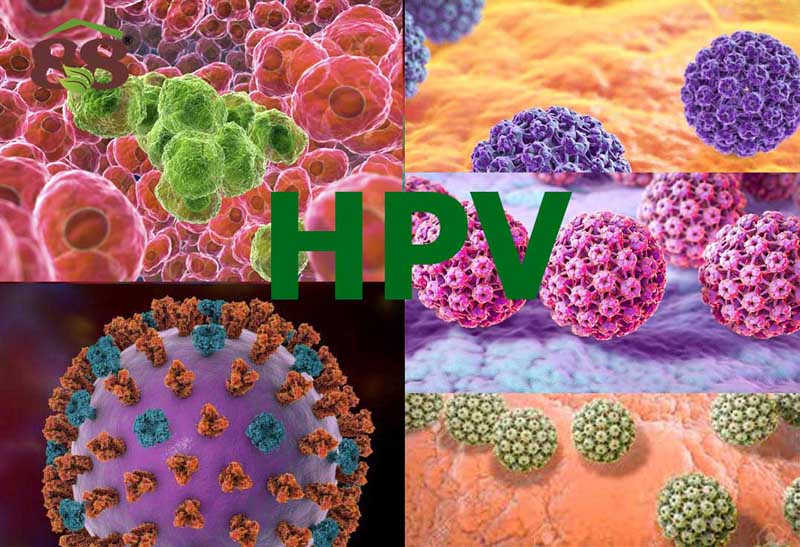 Virus  HPV là nguyên nhân gây ra bệnh sùi mào gà