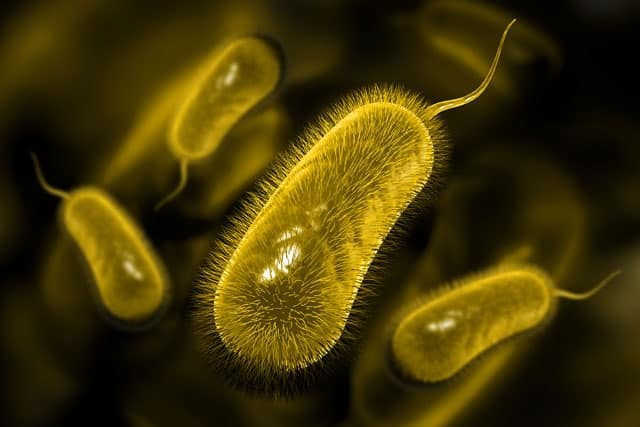 Do vi khuẩn, nấm xâm nhập