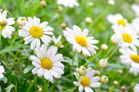 Cúc hoa có tác dụng giúp thanh nhiệt, đào thải các chất độc tích tụ ở trong cơ thể