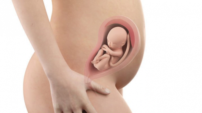 Sự phát triển của thai nhi trong 3 tháng đầu
