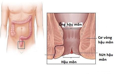 Bệnh nứt kẽ hậu môn