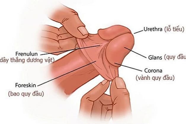 Lột bao quy đầu là gì?