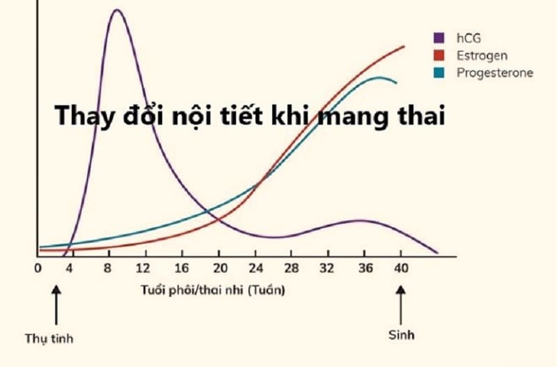 Nguyên nhân gây ra táo bón khi mang thai 