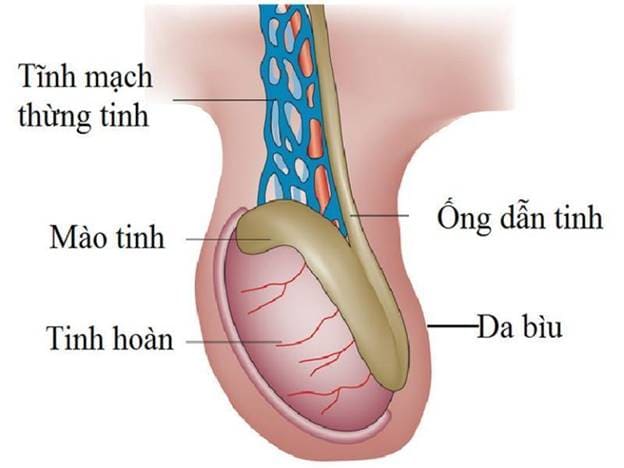 Triệu chứng điển hình của việc đau ống dẫn tinh hoàn