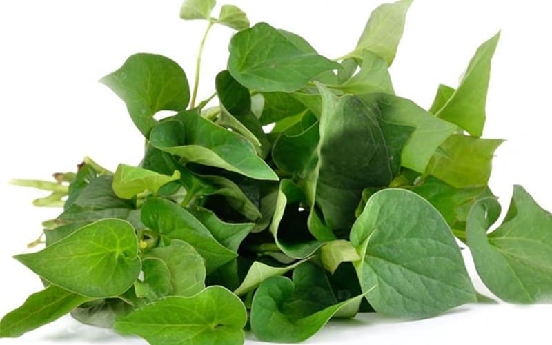 Bài thuốc nam từ rau diếp cá
