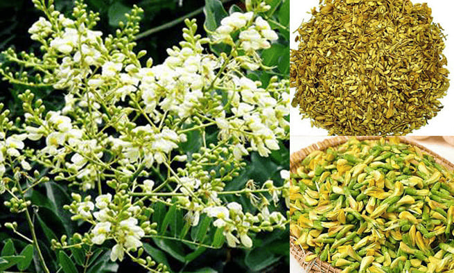 Bài thuốc nam từ hoa hòe