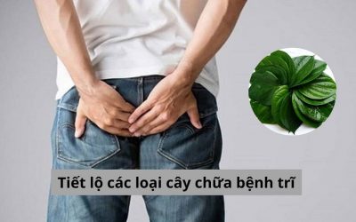 Tiết lộ các loại cây chữa bệnh trĩ hiệu quả được dân gian lưu truyền