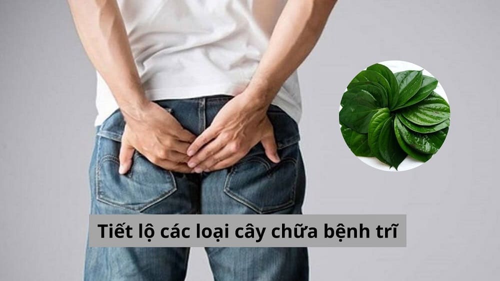 Tiết lộ các loại cây chữa bệnh trĩ