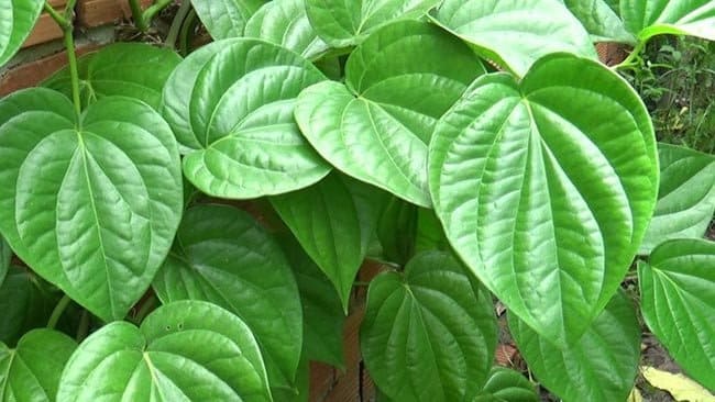 Tiết lộ các loại cây chữa bệnh trĩ - Lá trầu không
