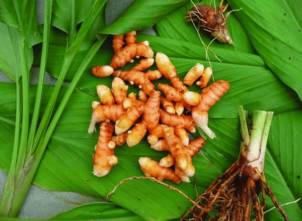 Củ nghệ chữa bệnh trĩ