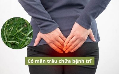 Cỏ mần trầu chữa bệnh trĩ hiệu quả không? Cách thực hiện