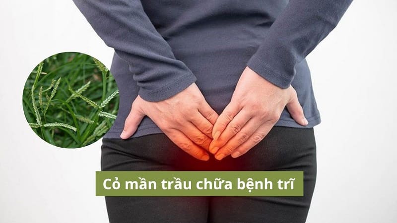 Cỏ mần trầu chữa bệnh trĩ