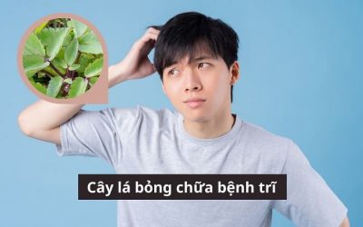 Cây lá bỏng chữa bệnh trĩ  – Có nên áp dụng không?