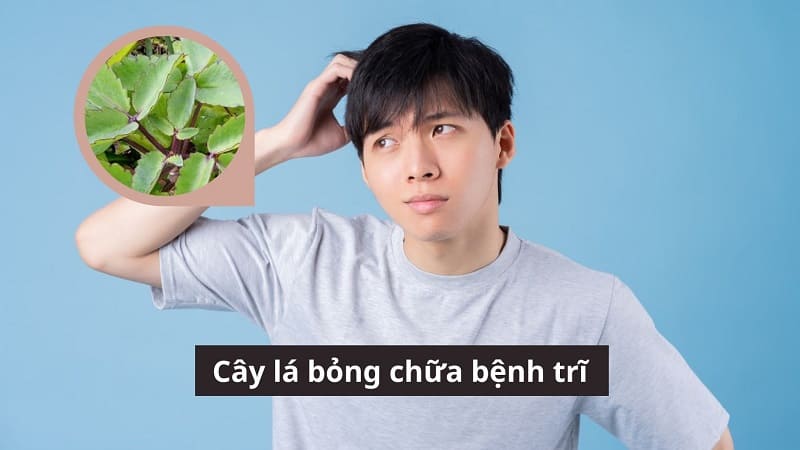 Cây lá bỏng chữa bệnh trĩ
