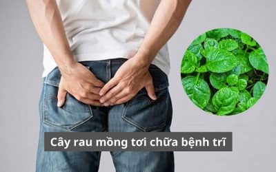 Sử dụng cây rau mồng tơi chữa bệnh trĩ như thế nào? Có hiệu quả không? 