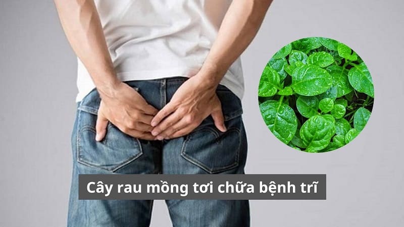 Cây rau mồng tơi chữa bệnh trĩ