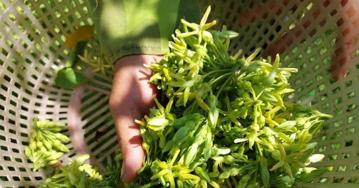 Những lưu ý khi sử dụng lá thiên lý chữa bệnh trĩ 
