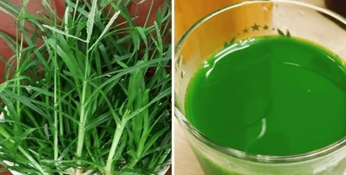 Uống nước ép cỏ mần trầu chữa trĩ