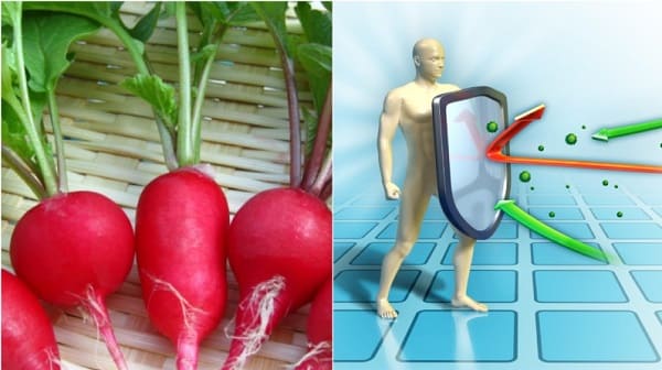 Củ cải đỏ có tác dụng gì đối với sức khỏe?