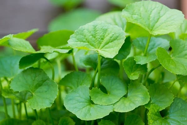 Tổng quan về công dụng của rau má