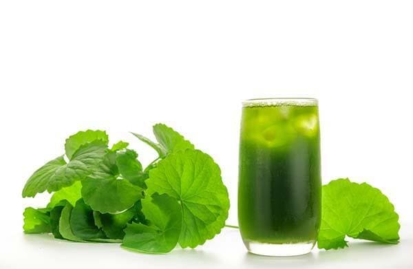 Dùng rau má chữa bệnh trĩ - Ép rau má lấy nước uống
