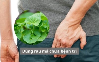 [Giải đáp] Dùng rau má chữa bệnh trĩ: Công dụng ra sao? 
