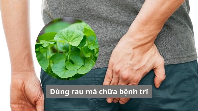 Dùng rau má chữa bệnh trĩ